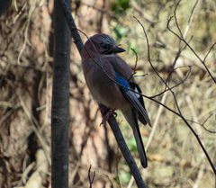 Garrulus glandarius