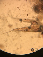 Trichoniscus pusillus