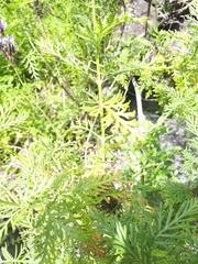 Lavandula canariensis subsp. palmensis image