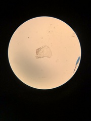 Trichoniscus pusillus