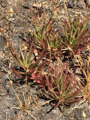 Phemeranthus mengesii