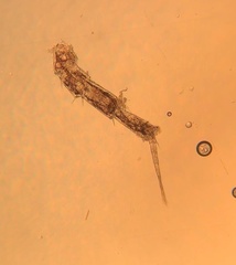 Trichoniscus pusillus