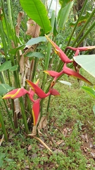 Heliconia × rauliniana