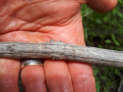 Lavandula canariensis image