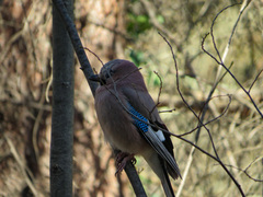 Garrulus glandarius