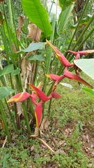 Heliconia × rauliniana
