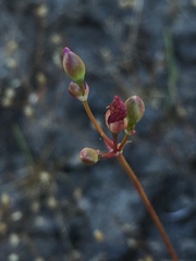 Phemeranthus mengesii