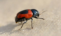 Cryptocephalus notatus