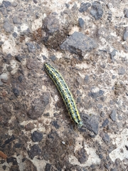 Pieris cheiranthi benchoavensis