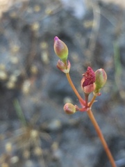 Phemeranthus mengesii