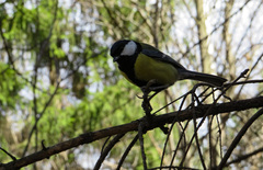 Parus major