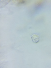 Entoloma phaeopileatum