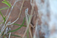 Leiocephalus melanochlorus