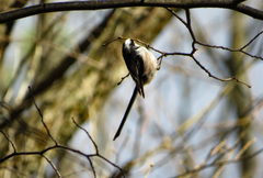 Aegithalos caudatus