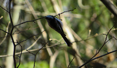 Aegithalos caudatus