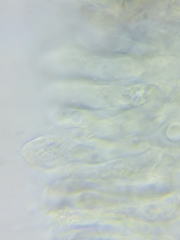 Entoloma phaeopileatum