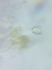 Entoloma phaeopileatum