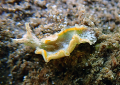 Elysia degeneri