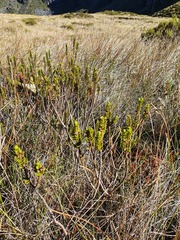 Veronica pauciramosa