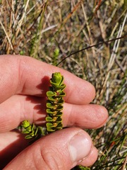 Veronica pauciramosa
