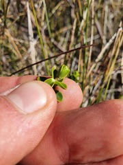 Veronica pauciramosa