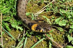 Natrix natrix