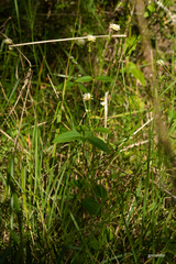 Gomphrena elegans