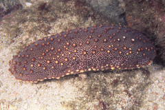Isostichopus fuscus