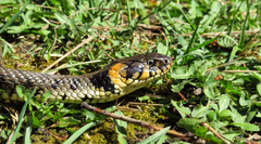 Natrix natrix