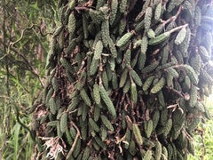 Dendrobium cucumerinum