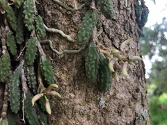 Dendrobium cucumerinum