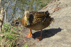 Anas platyrhynchos