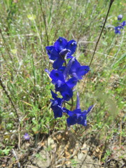 Delphinium uliginosum