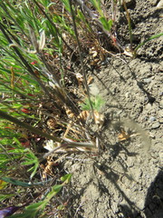 Delphinium uliginosum