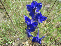 Delphinium uliginosum
