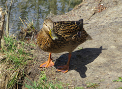 Anas platyrhynchos