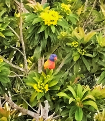 Trichoglossus moluccanus moluccanus