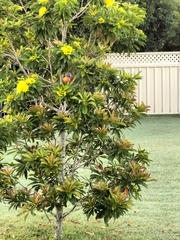 Trichoglossus moluccanus moluccanus