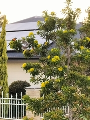 Trichoglossus moluccanus moluccanus