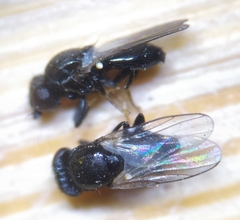 Cryptonevra flavitarsis