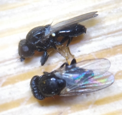 Cryptonevra flavitarsis