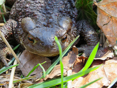 Bufo bufo