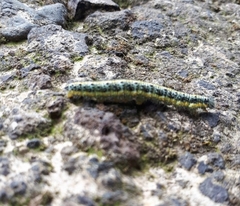 Pieris cheiranthi benchoavensis