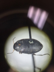 Leconectes striatellus