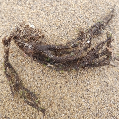 Cladostephus spongiosus