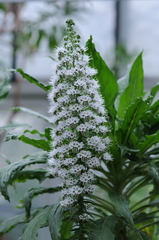 Echium simplex