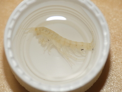 Niphargidae