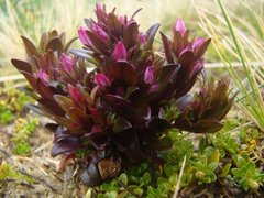 Gentianella antarctica