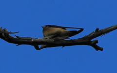 Petrochelidon nigricans