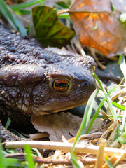 Bufo bufo